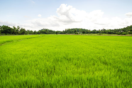 Natural big wild green rice field land texture and mountain background with cloudy skyの写真素材