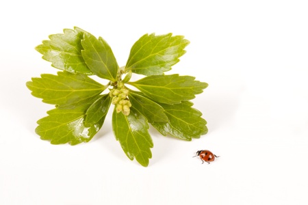 A ladybug crawling towards a plant consisting of a few leafs and a fruit.の写真素材