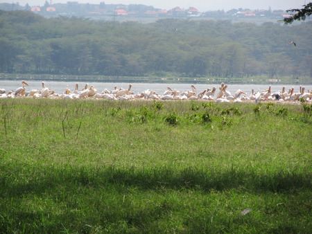 Birdsの写真素材