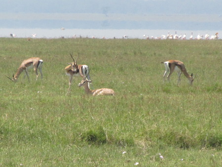 Deers in Ugandaの写真素材