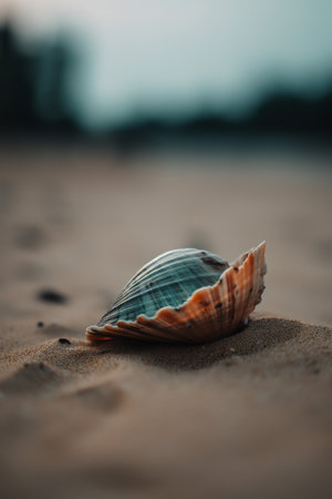 a shell on the sand on a beachの素材