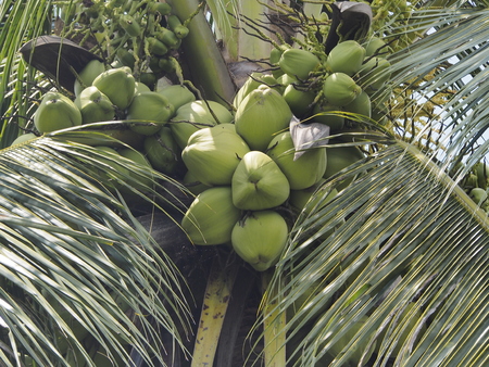Coconut tree close up