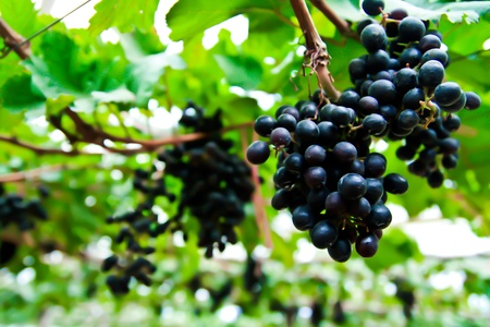 The beautiful vineyard in Chiangmai