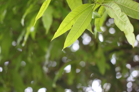 Green leaves in the garden background.の写真素材