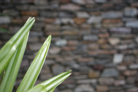 Green leaves in the garden background.の写真素材