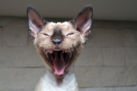 Devon Rex kittenの写真素材