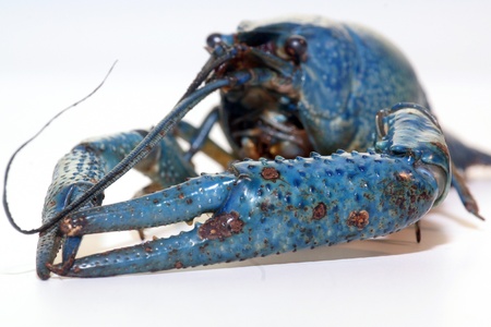 blue craw fishの写真素材