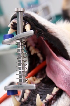 dog under narcosisの写真素材