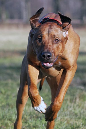running Rhodesian Ridgebackの写真素材