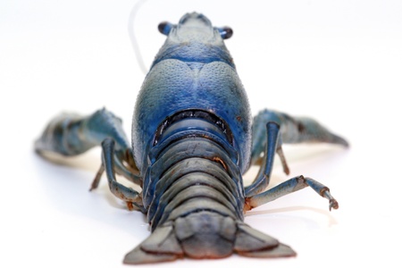 blue craw fishの写真素材