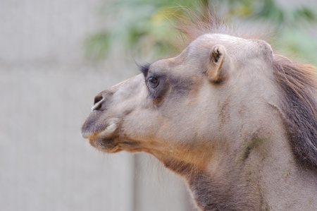 Close up of camal headの写真素材