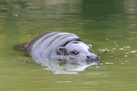 Pygmy hippo swimming in a poolの写真素材