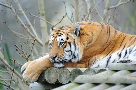 Tiger having a restの写真素材