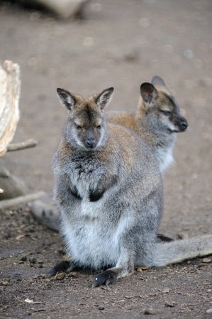 Wallabies sittingの写真素材