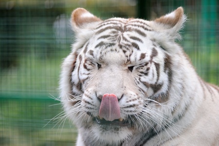 White tiger licks its lips and close eyesの写真素材