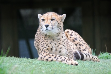 Cheetah resting and alertの写真素材