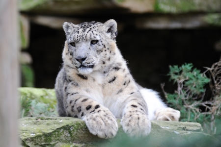 Snow leopard watching for prey