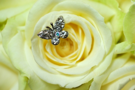 Closeup of rose with butterfly jewelの写真素材