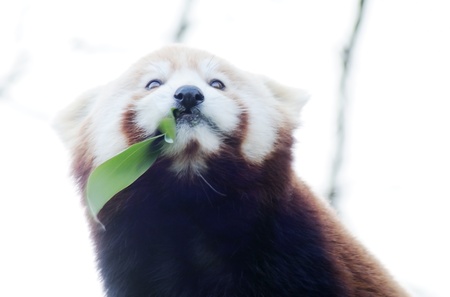 Cute red panda enjoys eating bambooの写真素材