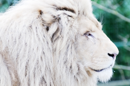 White lion closeup showing fur detail and faceの写真素材
