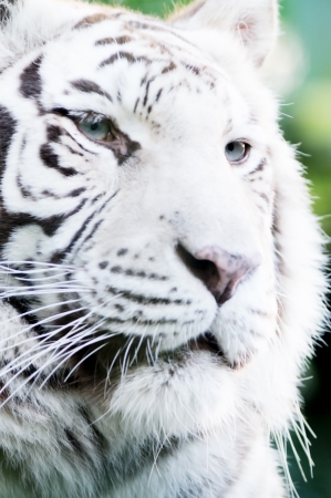 Closeup portrait of white tiger face and fur detailの写真素材