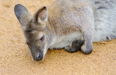 A lone wallaby close-up of head and fur detail の写真素材