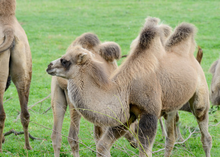 Camel baby profile with two humps standing on grassの写真素材