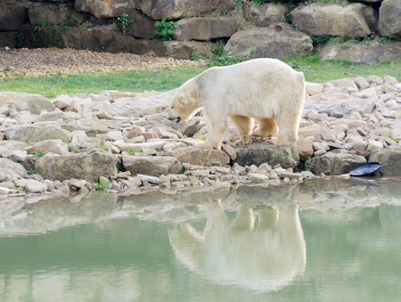 Polar bear by melted water with detritus and rubbishの写真素材