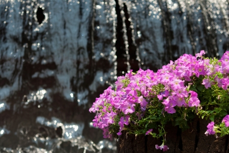 Bougainvillea, Paper flower at waterfall の写真素材