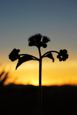 silhouette Little Iron Weed in sunset の写真素材