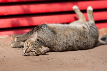 Cat Looking at You の写真素材