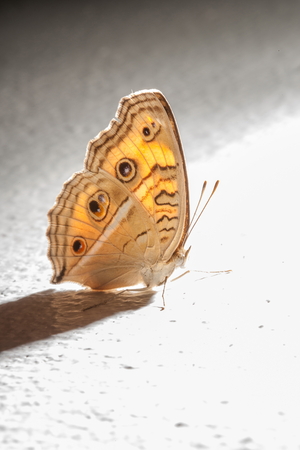 butterfly grasp on the white wall.の写真素材
