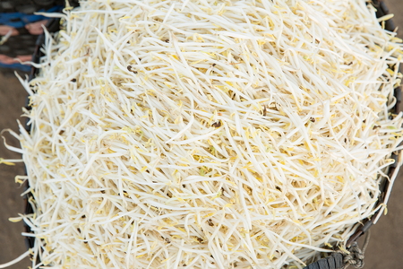 Bean Sprouts Texture - Stock image