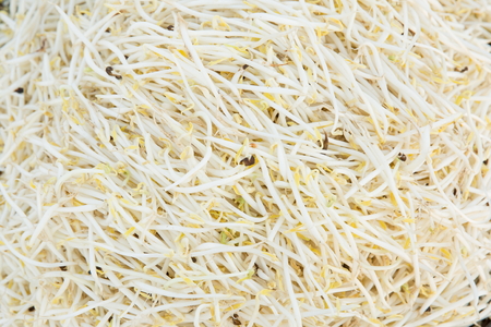 Bean Sprouts Texture - Stock imageの写真素材