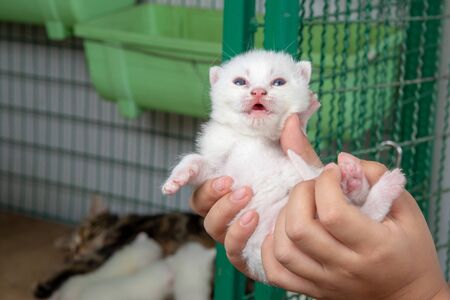 Newborn kitten in child hands - stock photoの写真素材