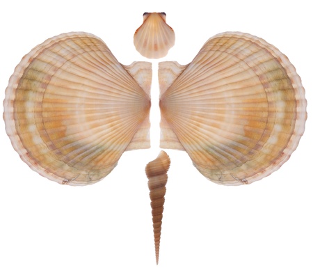 Butterfly made of seashells isolated on the white background