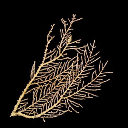 Coral isolated on the black backgroundの写真素材