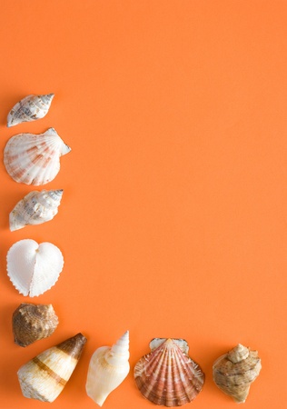 Seashells on a sheet of shaggy paperの写真素材