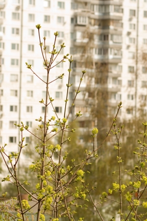 Blossoming maple tree in a cityの写真素材