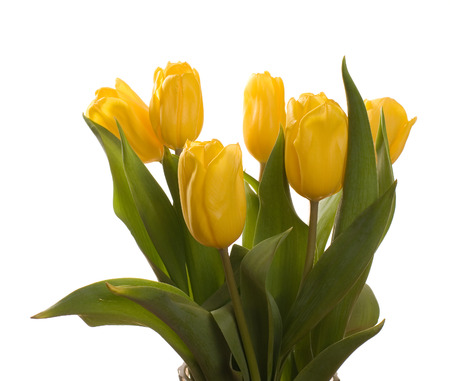 Yellow tulips isolated on white backgroundの写真素材