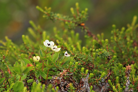 Flowers in tundra above Arctic Circle, Russiaの写真素材