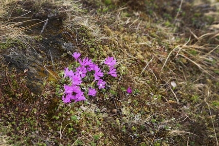 Flowers at Grossglockner High Alpine Road (Grossglockner Hochalpenstrasse) mountain landscape, Austriaの写真素材
