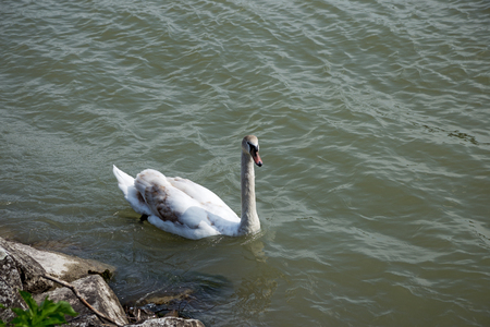 White wild swan in Donau Riverの写真素材