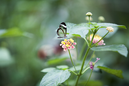 Fragile see through butterfly on a flowerの写真素材