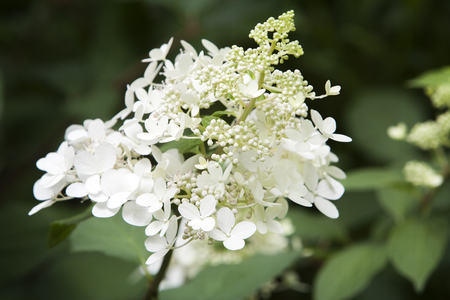 Hydrangea paniculata