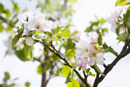 Apple blossom in springの写真素材