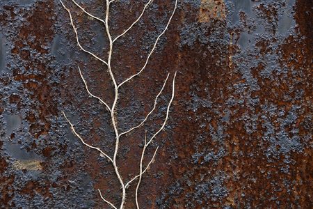 Close-up of a black painted rusty metal background with a dead plant on it.