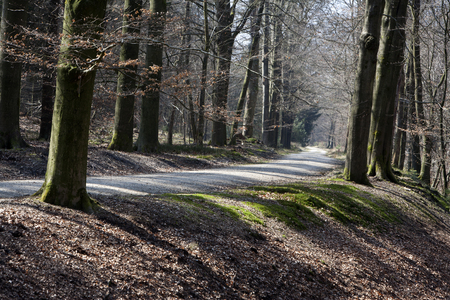 Asphalted country road through the forestの写真素材