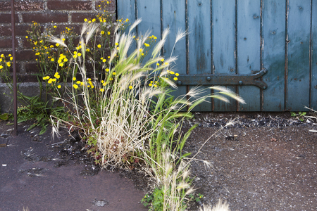 Close-up of a blue antique door and some weed coming out of the floorの写真素材