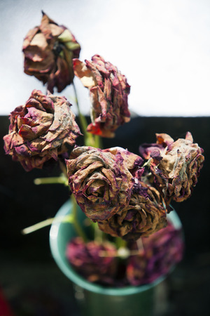 Dead moldy roses in a green vase and some  copy spaceの写真素材